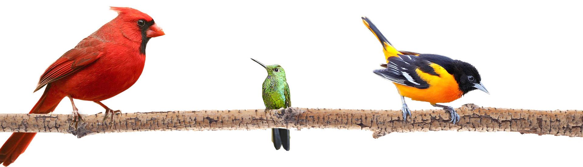 A Cardinal, a hummingbird, and an oriole on a tree branch