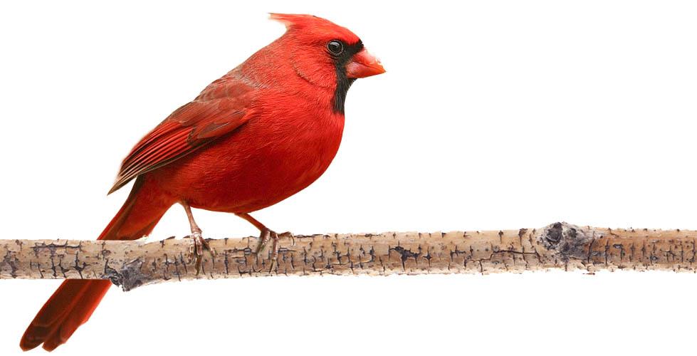 A cardinal