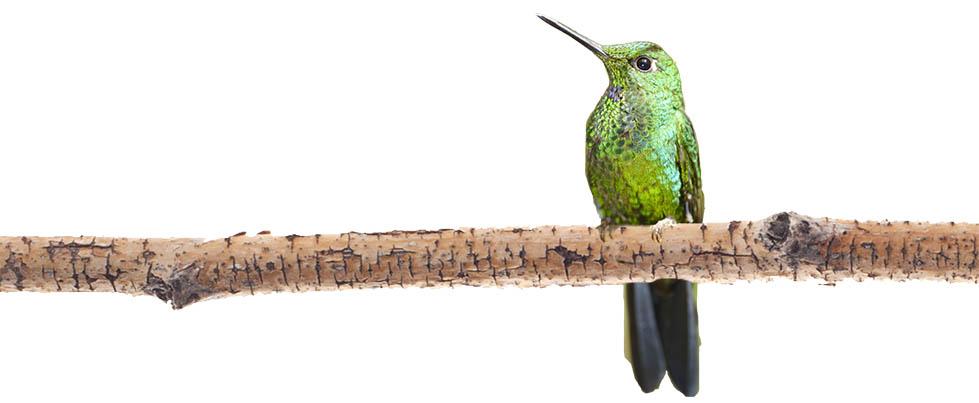 A hummingbird