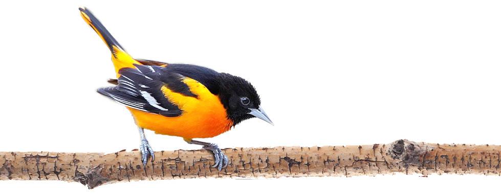 An oriole