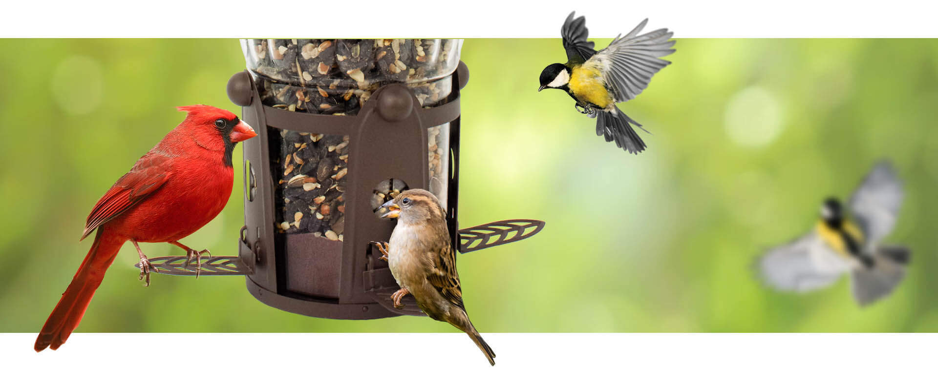 A variety of wild birds feeding at a Perky-Pet Flexport Feeder