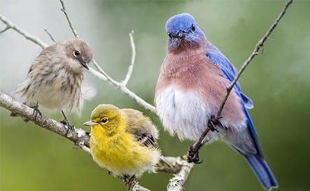 A variety of wild birds on a branch