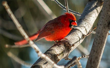 A cardinal sitting in a tree