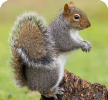 Squirrels