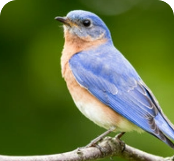 Wild Birds