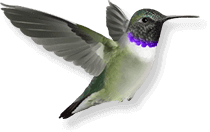 Black-Chinned Hummingbird