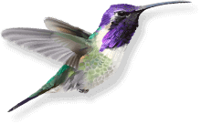 Costas Hummingbird