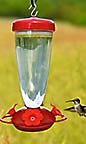Caring for your bird feeder, caring for your hummingbird feeder