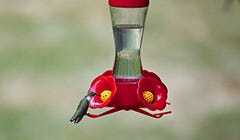 How to Clean a Hummingbird Feeder