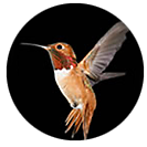 Allen’s Hummingbird