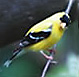 American Goldfinch