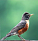 American Robin