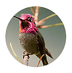 Anna's Hummingbird