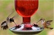 decorative hummingbird feeder