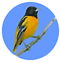 Baltimore Oriole