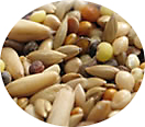 Bird Food MixedSeed