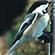 Black-Capped Chickadee