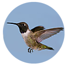 Black-chinned Hummingbird