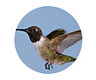 Black-Chinned Hummingbird