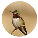 Broad-tailed Hummingbird