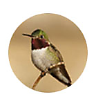 Broad Tailed Hummingbird