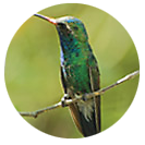 Buff-bellied Hummingbird