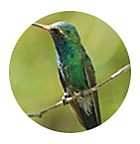 Buff-Bellied Hummingbird