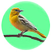 Bullock's Oriole