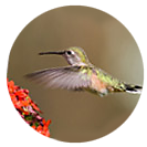 Calliope Hummingbird