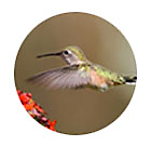 Calliope Hummingbird