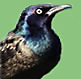 Common Grackle