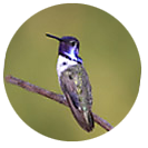 Costa’s Hummingbird