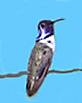Costa's hummingbird