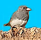 Dark Eyed Junco