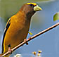 Evening Grosbeak