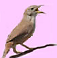 House Wren