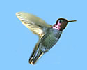 Lucifer Hummingbird