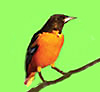 Orchard Oriole