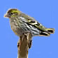 Pine Siskin