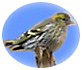 Pine Siskin