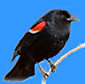 Red-Winged Blackbird