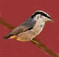 Red-Breasted Nuthatch