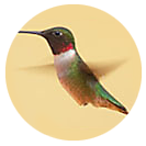 Ruby-throated Hummingbird