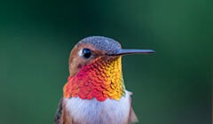 Rufous Hummingbird Migration