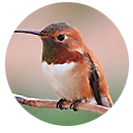 Rufous Hummingbird