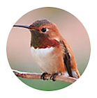 Rufous Hummingbird