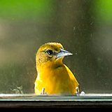 Protecting birds from window collisions