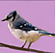 Blue Jay