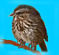 Song Sparrow