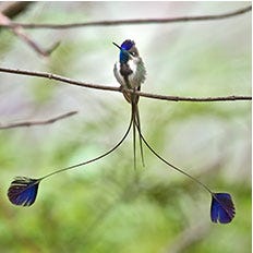 Spatuletail Hummingbird